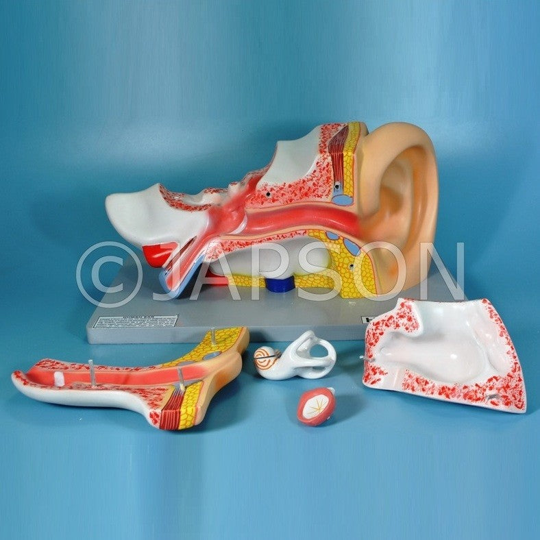 Human Ear Model, 5 Parts, Superior Human Ear Model, 5 Parts, Superior